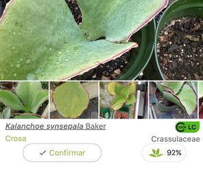 Kalanchoe syncepala