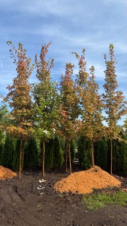 Autumn Blaze Maple (12’-14’)