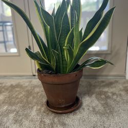 Plant For Sale