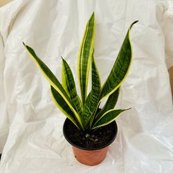Healthy Potted Snake Plant - Super Easy to Care for!