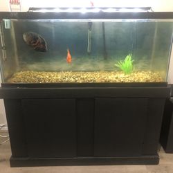 75g Fish Tank/Aquarium With Fish- Great Condition  - $275