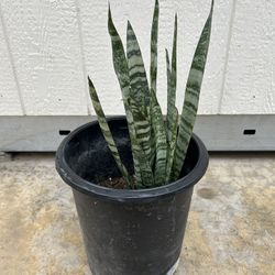 Snake Plant 