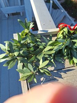 BAY LEAVES FRESH, Cooking, Roomfreshi On Your Door, ,cooking, Teas