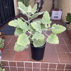 Kalanchoe beharensis Succulent 