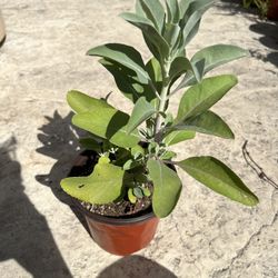 Sacred White Sage Plants