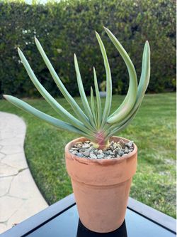 Fan Aloe plant