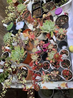 Desde 2 Dólares En Up