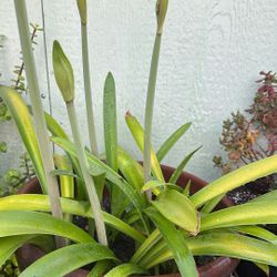 Amarilis Planta Floreando 