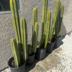 4 Cactus Plants Available