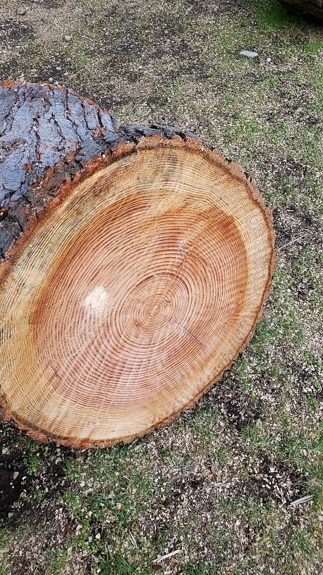 Wood round slabs