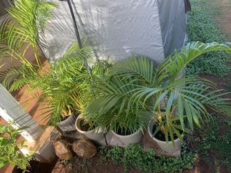 Trade for hinahina aka Spanish mosh aka pele hair