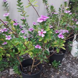 Huge Blooming Plant In Weeki Wachee Spring Hill