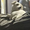 Roxy