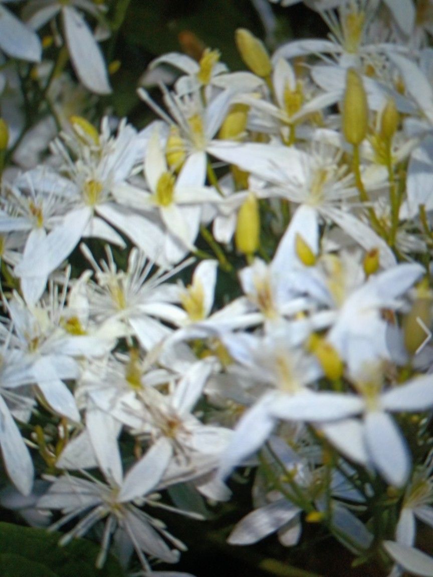 5 Bare Root Autumn Clematis Vines
