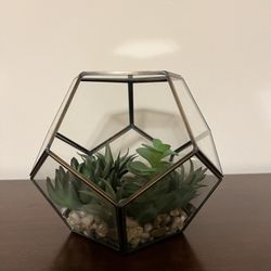 Geometric Succulent Plant 
