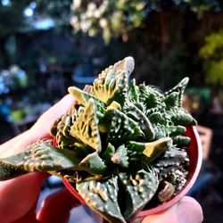 SUCCULENT AND RARE PLANTS..GREAT GIFTS ETC..IN SAN LORENZO CALIF