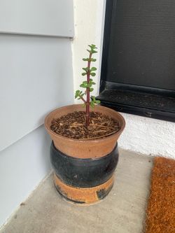 Free terracotta pot and plant
