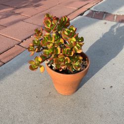 Jade Plant (Crassula Ovata) In Clay Pot Lucky Plant 🪴 