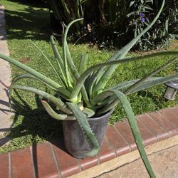 Aloe Vera Plant Medesinal 