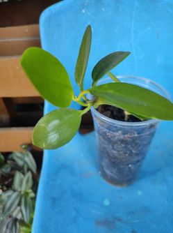 Hoya Plant