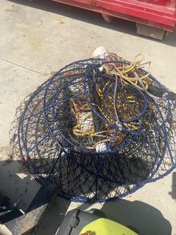 Hoop nets lobster