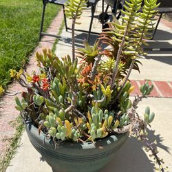 Large Pot with Succulents 