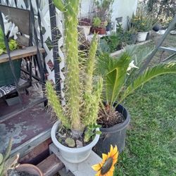 Cactus Plants 8 Dollars Each Or Two For 15
