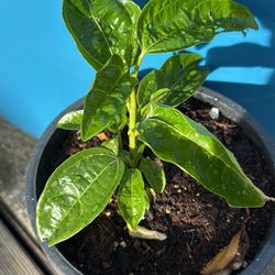 Yellow Passion Fruit Vine (grew From Seed) 
