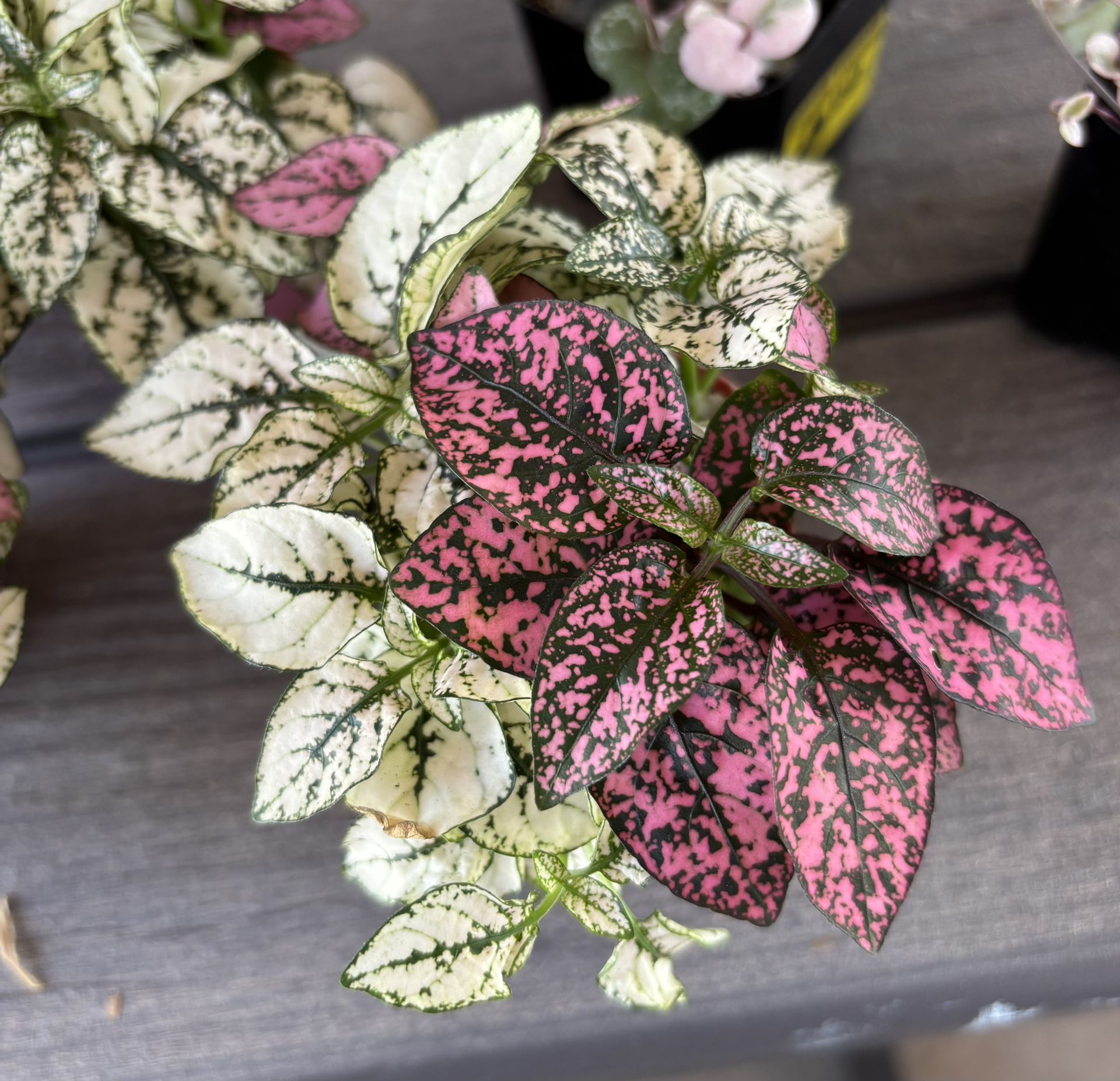 Polka dot (hypoestes phyllostachya) mix color plant