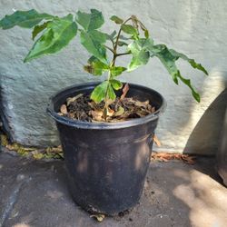 Kaffir Plum.