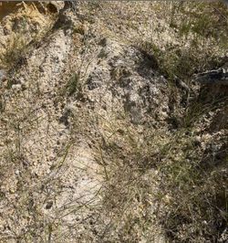 Common Fill/ Tierra de Relleno