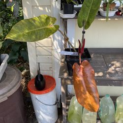 Philodendron Orange marmalade Plants 