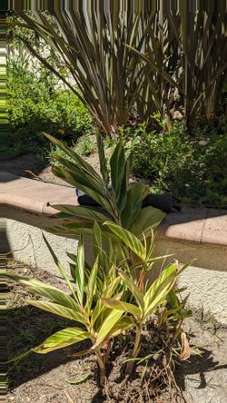 Free Plants Aloe & variegated shell ginger