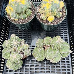 $200 For 4 Astrophytum Cactus 