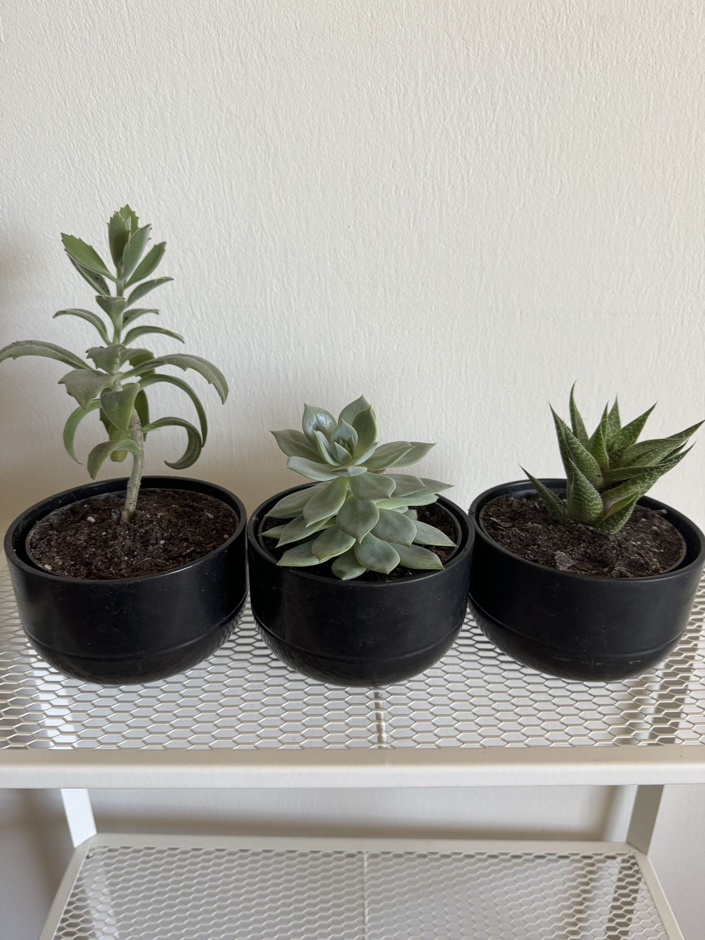3 Succulent Plants In Black Ceramic Pots