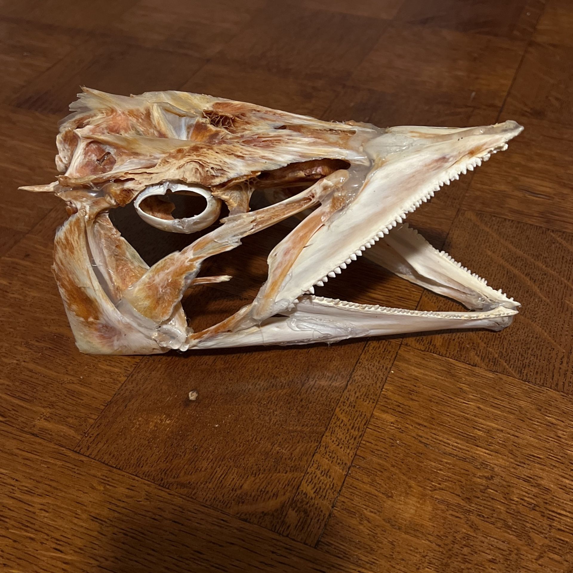 Wahoo Skull Decoration