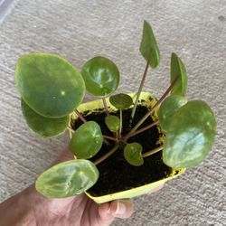 Chinese Money Plant, Pilea Perperomia, UFO Plant 3 In Pot