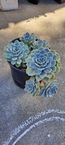 succulent plant