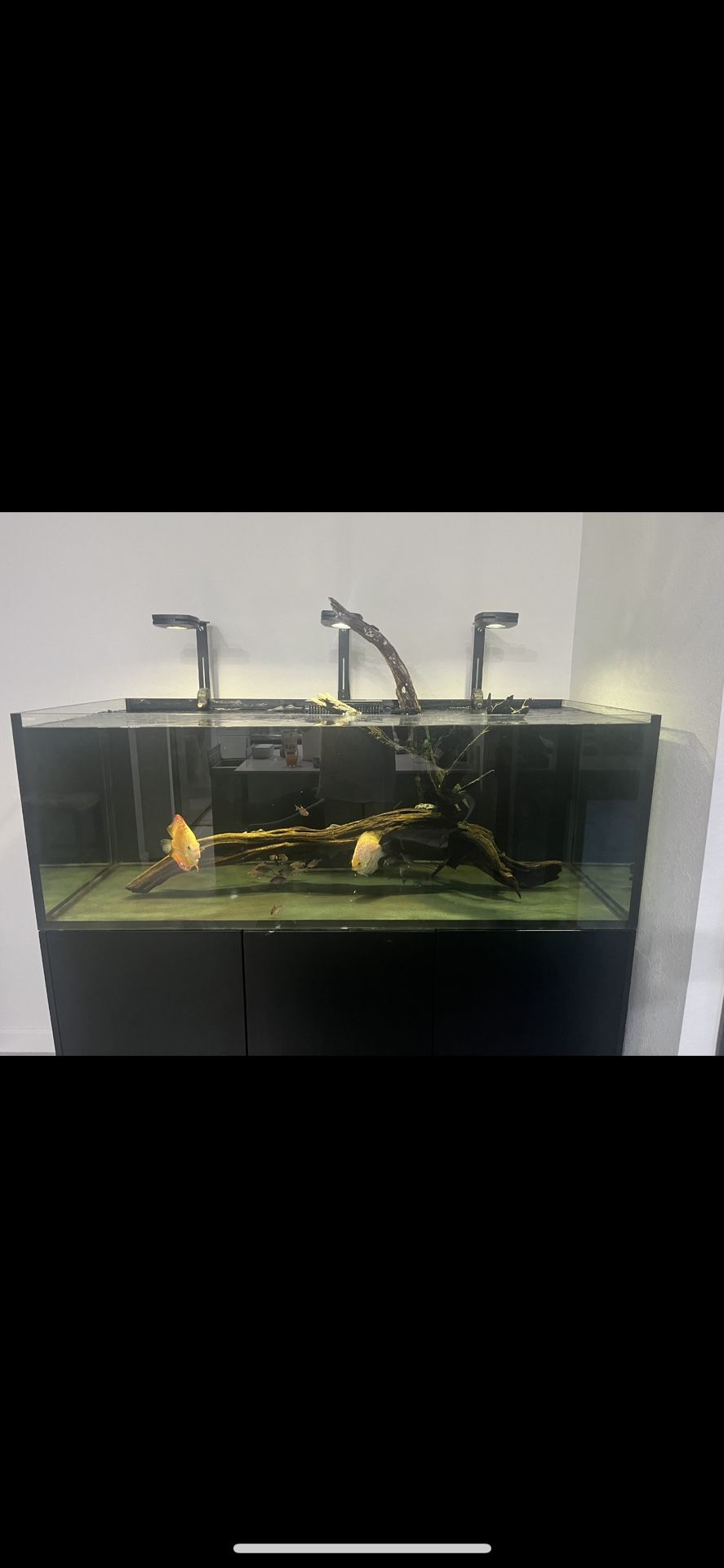 Driftwood Fish Tank