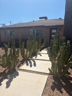 Fast growing easy to care for totem cactus arms