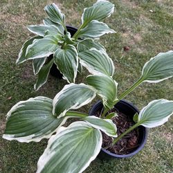 Hosta