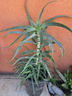 Aloe Vera Plant