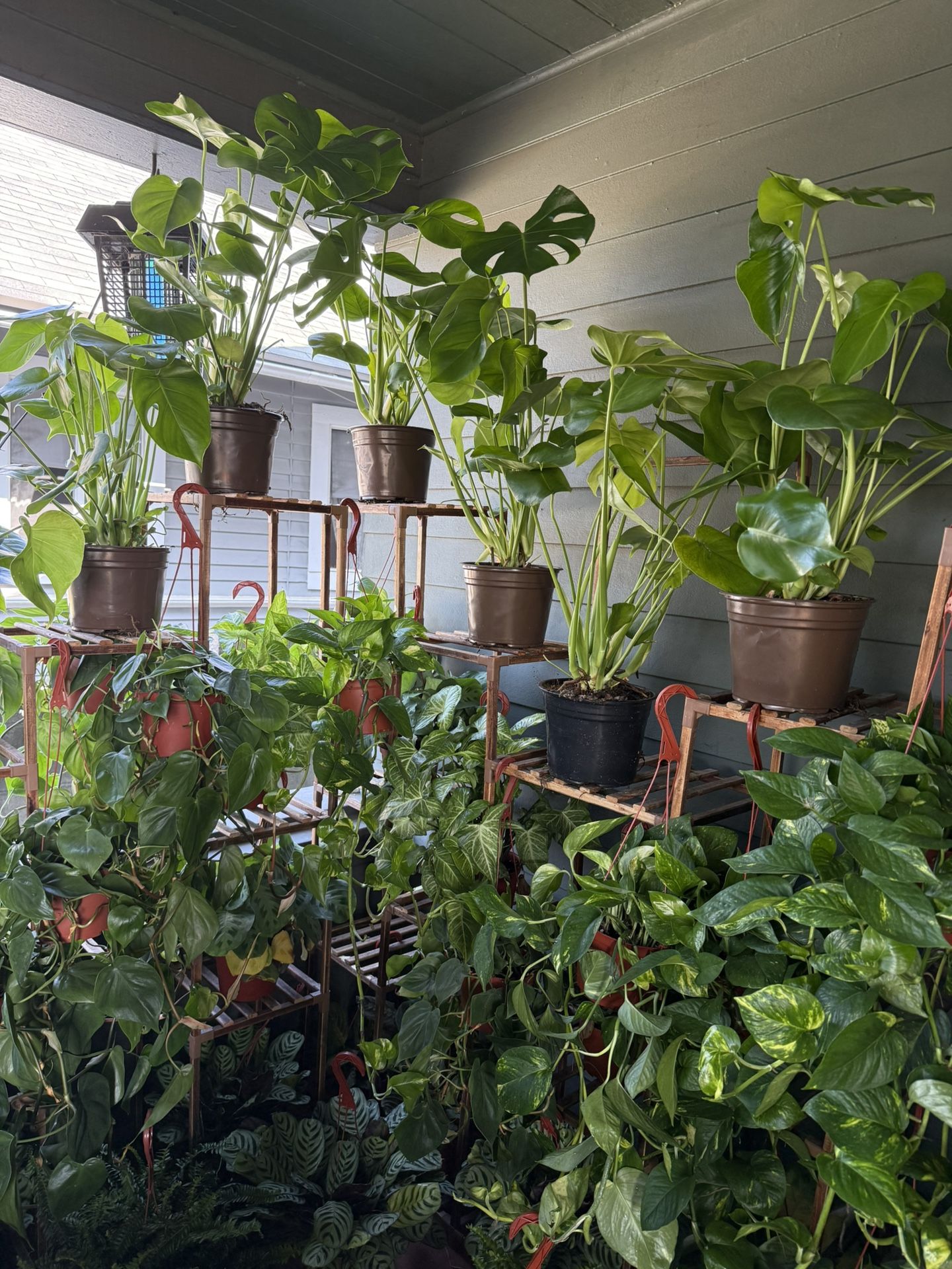 Huge Selection Of Houseplants For Sale