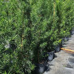 Podocarpus Instant Privacy Plants Green Fencing Privacy Hedges 