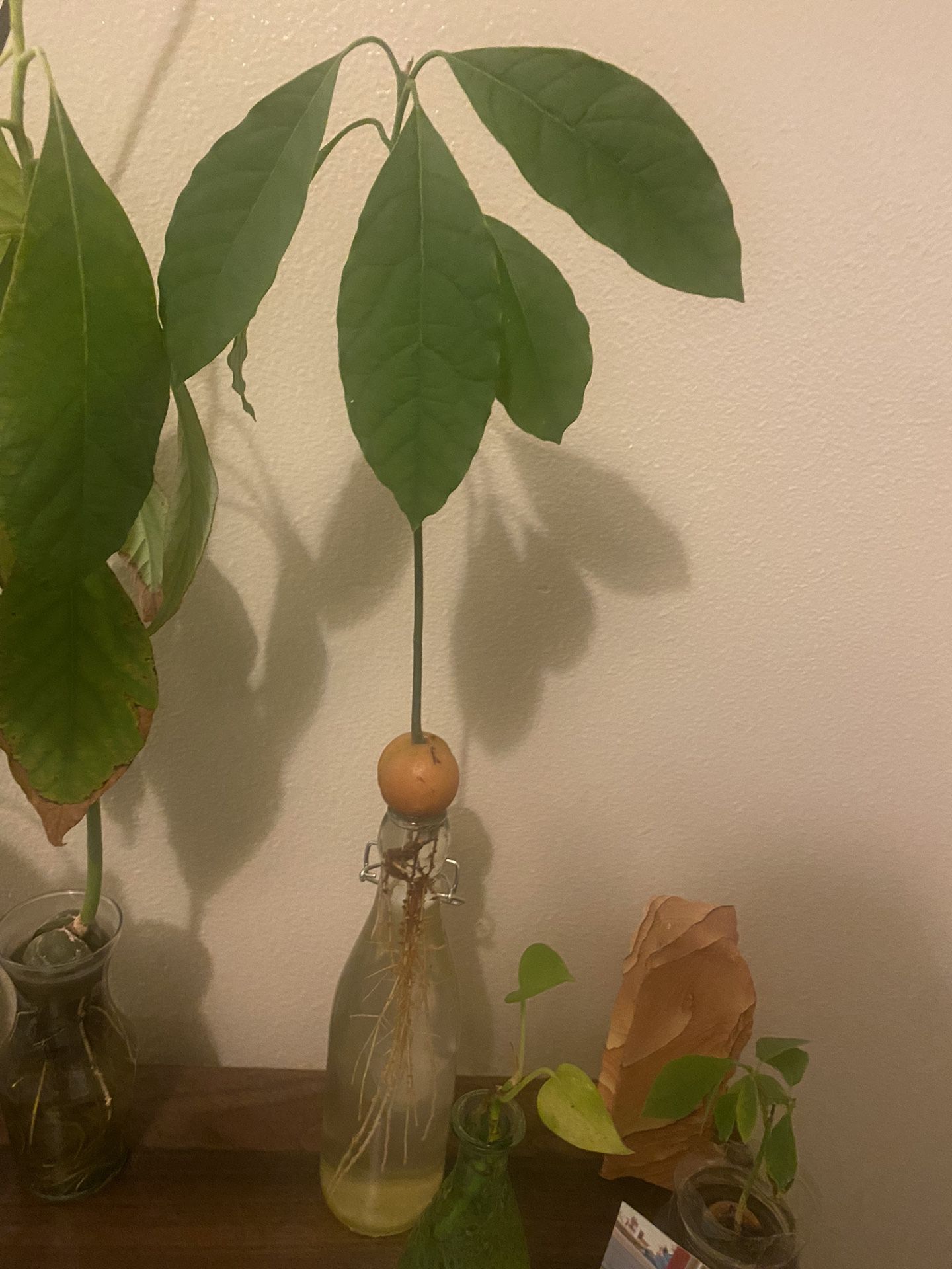 Avocado House plants