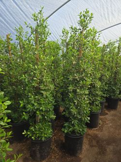15 gallon ficus privacy hedge on sale!