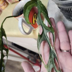 Monstera Adansonii Mint