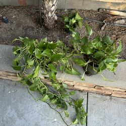 Pothos