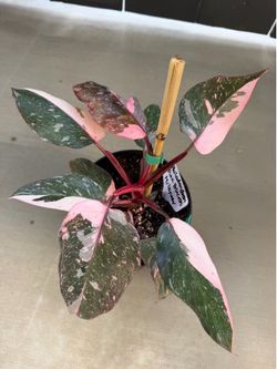 Philodendron Pink Princess Milkyway