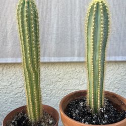 Pilosocereus Cactus / Blue Torch Plants